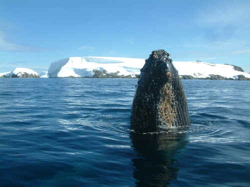 whale.JPG (1336889 bytes)